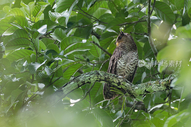 夜行鸟:成年雌性斑腹鹰鸮，又称森林鹰鸮(Bubo nipalensis)